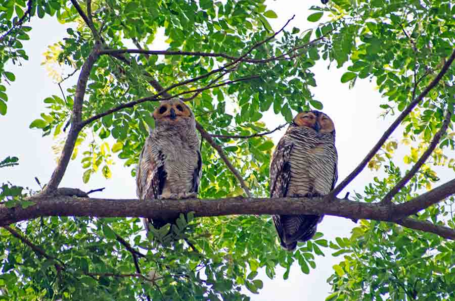 two owls-AsiaPhotoStock