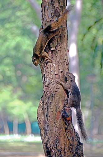 two squirrels-AsiaPhotoStock