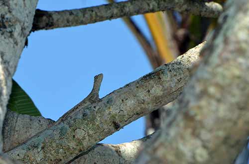 ubud gecko-AsiaPhotoStock