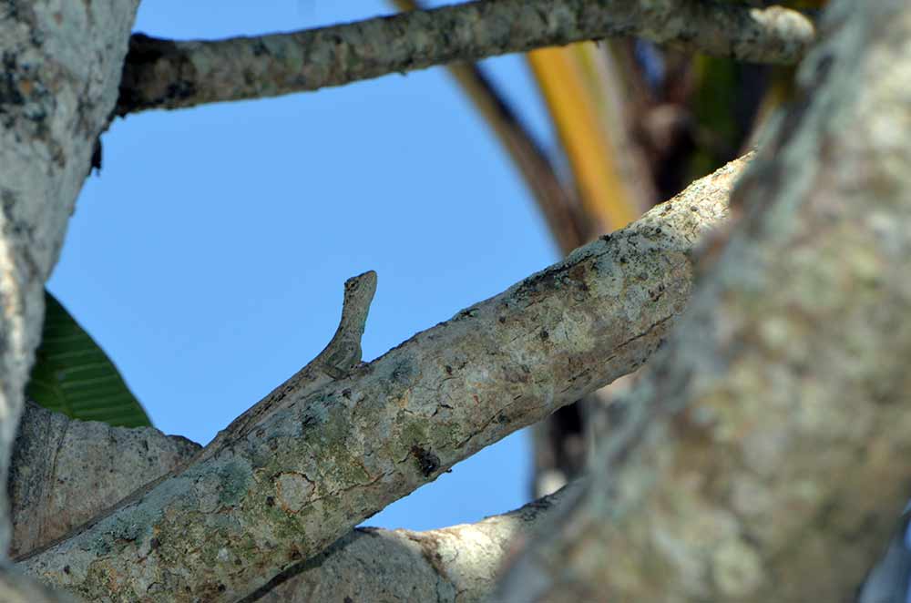 ubud gecko-AsiaPhotoStock
