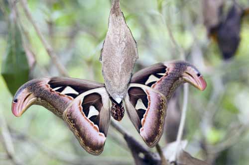 underside atlas moth-AsiaPhotoStock