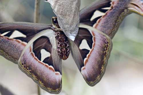 atlas moth underside-AsiaPhotoStock