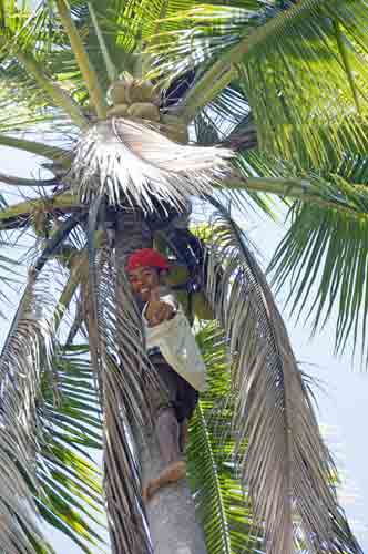 up tree-AsiaPhotoStock