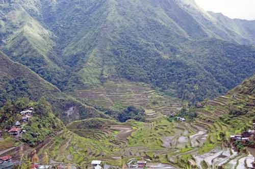 batad fields-AsiaPhotoStock