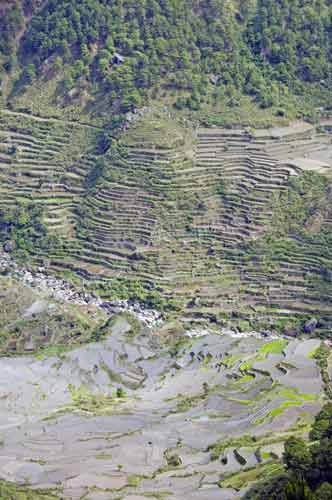 sagada rice terraces-AsiaPhotoStock