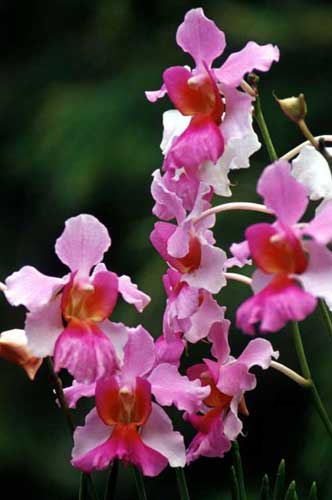 vanda miss joaquim-AsiaPhotoStock