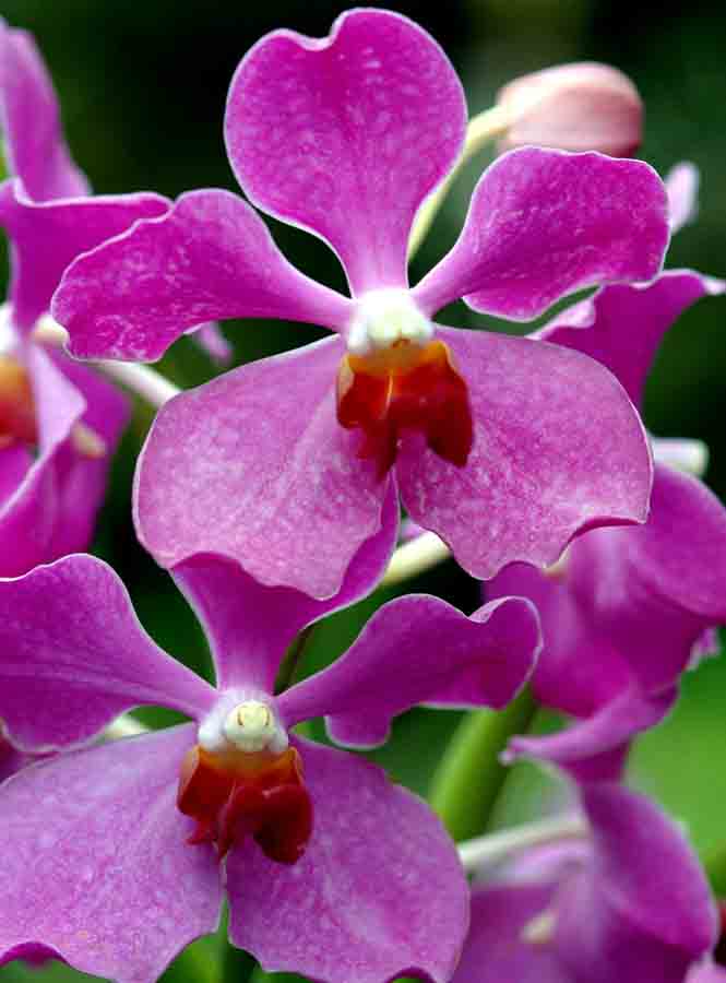 vanda tan chin tuan-AsiaPhotoStock