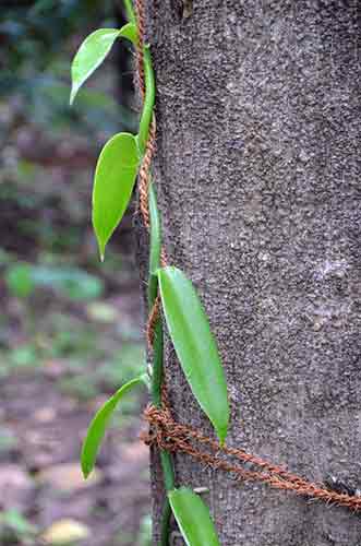 vanilla spice-AsiaPhotoStock