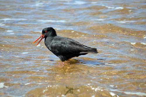 varied oyster catcher-AsiaPhotoStock