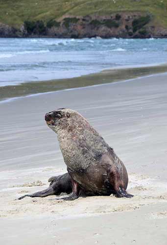 victory beach sea lion-AsiaPhotoStock