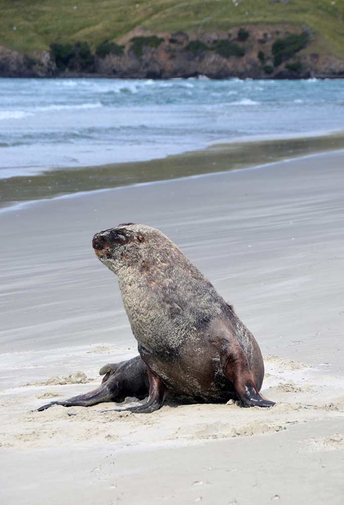 victory beach sea lion-AsiaPhotoStock