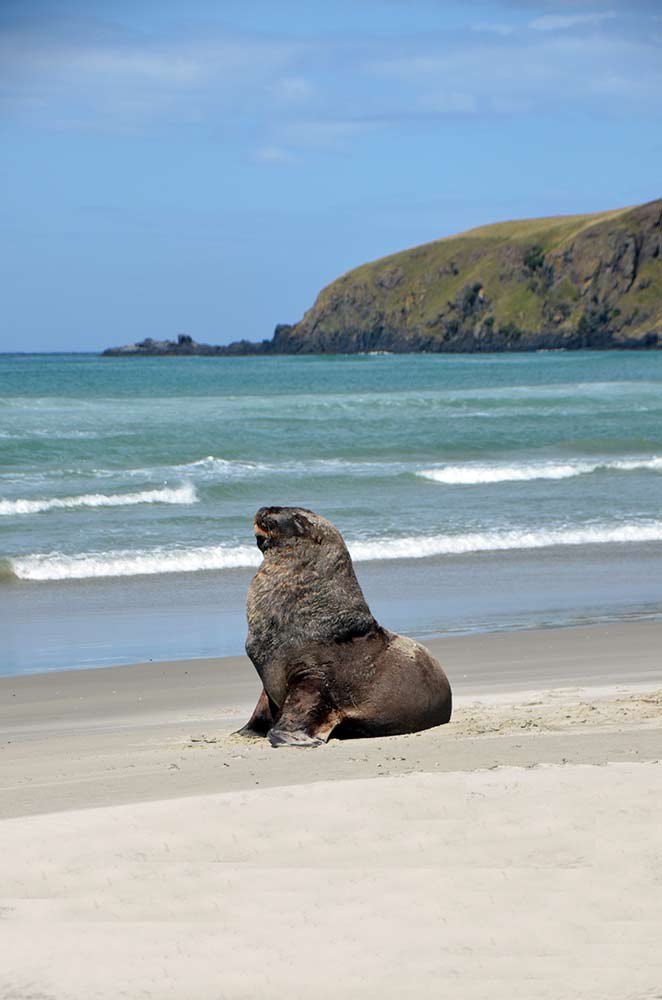 victory sea lion-AsiaPhotoStock