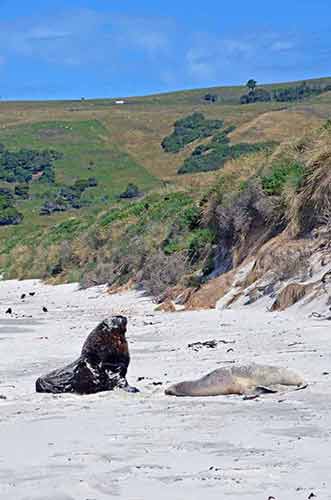 victory beach two sea lions-AsiaPhotoStock