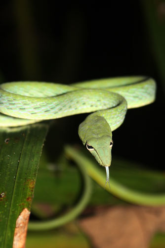 vine snake-AsiaPhotoStock