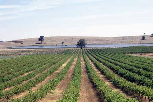 vines growing-AsiaPhotoStock