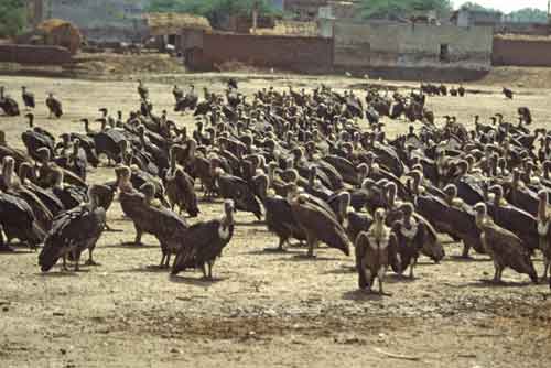 vultures-AsiaPhotoStock