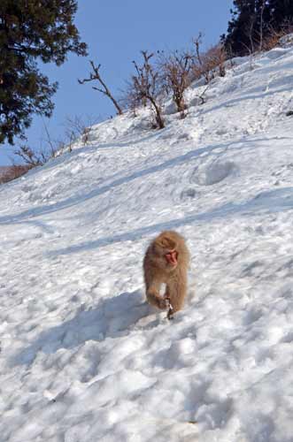 walk in the snow-AsiaPhotoStock