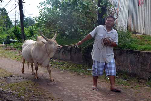 walking his cow-AsiaPhotoStock