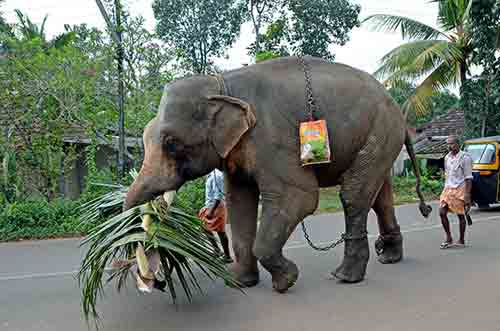 walking elephant-AsiaPhotoStock