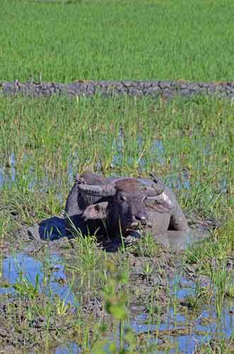 wallowing-AsiaPhotoStock