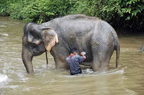 washing an elephant-AsiaPhotoStock