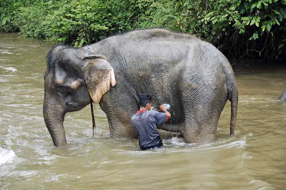 AsiaPhotoStock, washing an elephant