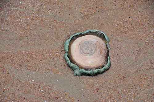 anemone on beach-AsiaPhotoStock