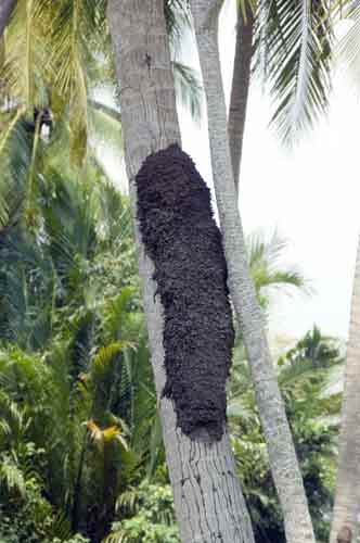 bees nests-AsiaPhotoStock