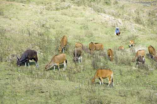 watching cattle-AsiaPhotoStock