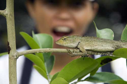 watching a lizard-AsiaPhotoStock