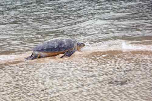 green turtle back to sea-AsiaPhotoStock