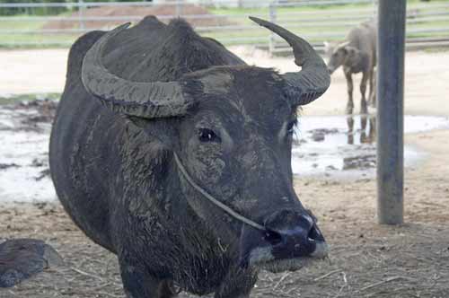 water buffalo thailand-AsiaPhotoStock