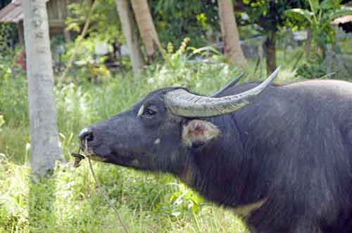 water buffalo samui-AsiaPhotoStock