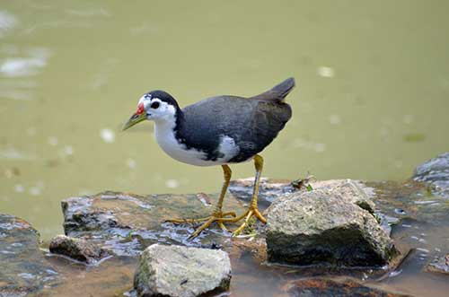 waterhen botanics-AsiaPhotoStock