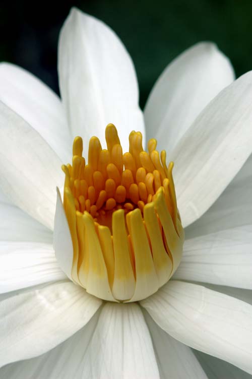 water lily-AsiaPhotoStock