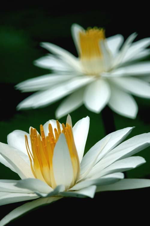 white water lily-AsiaPhotoStock