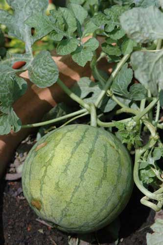 water melon growing-AsiaPhotoStock