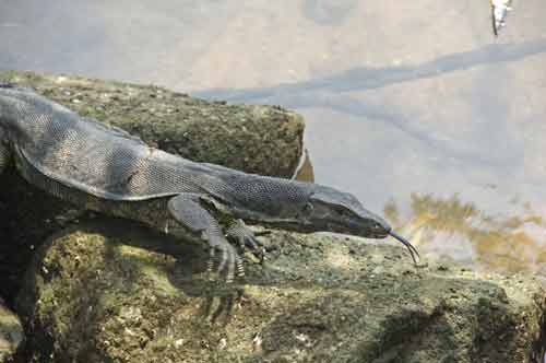water monitor-AsiaPhotoStock