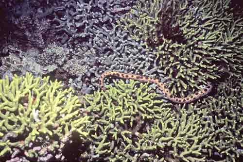 banded water snake-AsiaPhotoStock