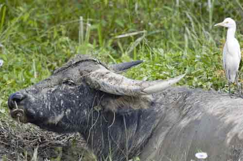 water buffalo-AsiaPhotoStock