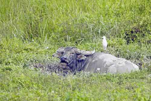 water buffalo and egret-AsiaPhotoStock