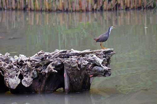 water hen sungei buloh-AsiaPhotoStock