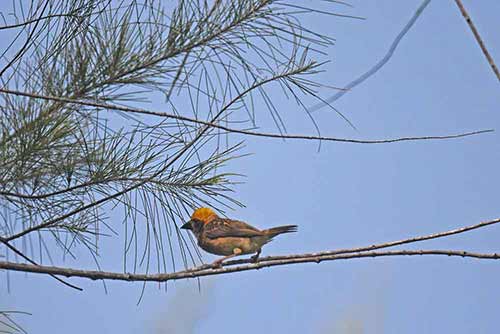 baya weaver on branch-AsiaPhotoStock