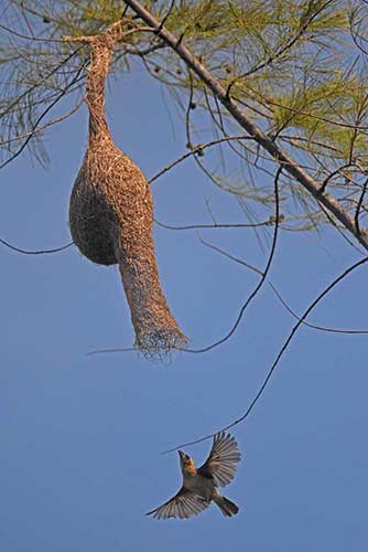 weaver in flight-AsiaPhotoStock