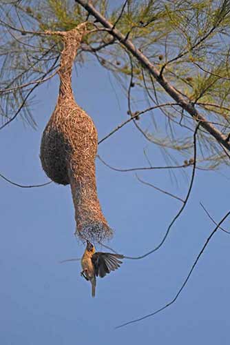 baya weaver nest-AsiaPhotoStock