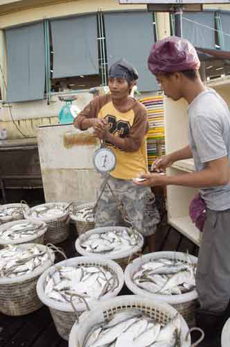 weighing the fish catch-AsiaPhotoStock