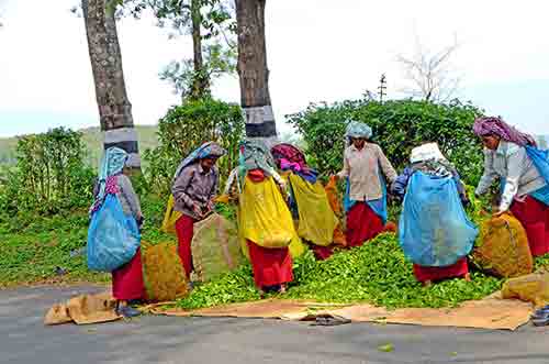 weighing tea-AsiaPhotoStock