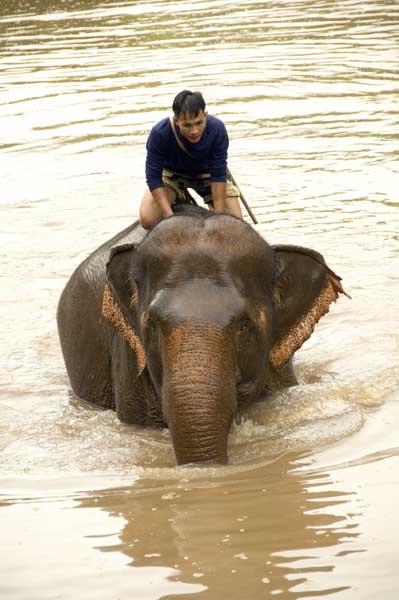 elephant in river-AsiaPhotoStock