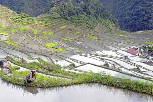 batad rice fields banaue-AsiaPhotoStock