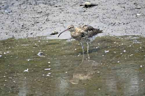 whimbrel sungei buloh-AsiaPhotoStock